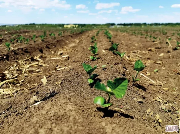 黑土脚法娴熟:传承千年的农耕智慧与技艺 黑土脚法娴熟:传承千年的农耕智慧与技艺