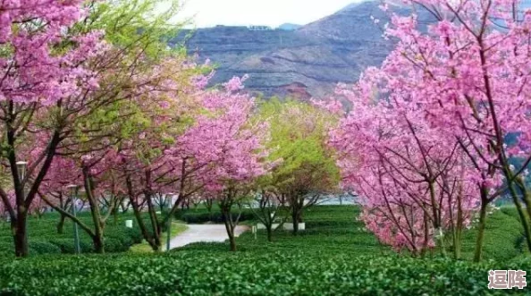 2023光遇花之日活动攻略：如何高效兑换樱花斗篷新装扮