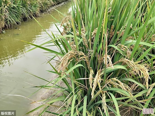 夫妻间100间插秧法人民网：提升水稻种植效率，促进农业现代化发展新模式分享