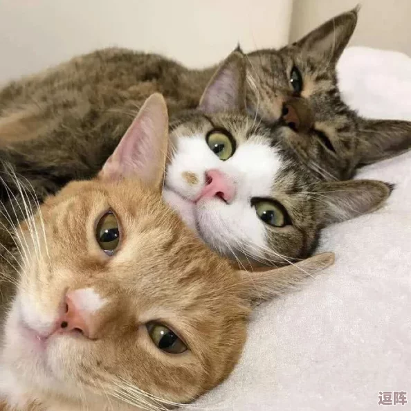 猫咪mv最新地域网名怎么取?八卦消息曝光,细节揭秘! 猫咪mv最新地域网名怎么取?八卦消息曝光,细节揭秘!