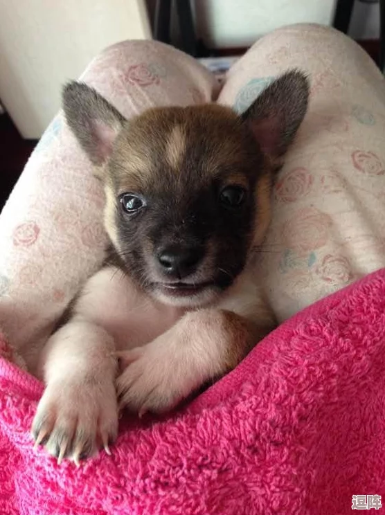 美女露尿口事件引发热议，网友纷纷讨论其背后的社会现象与文化影响